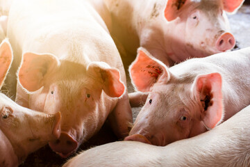 Pigs waiting feed,pig indoor on a farm yard. swine in the stall.Portrait animal. © puwanai8039