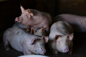 Pigs waiting feed,pig indoor on a farm yard. swine in the stall.Portrait animal.