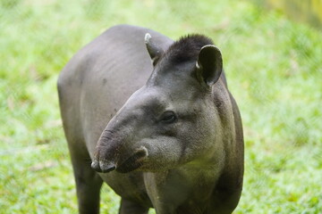 Tapir (Tapirus bairdii) Tapiridae family. Amazonas, Brazil