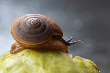 Hygromiidae is a taxonomic family.  small to medium sized land snails