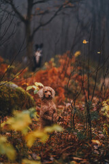 autumn in the forest