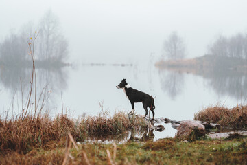 dog running