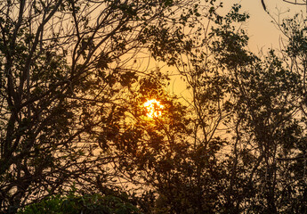 sunset in the forest in pantanal brazil