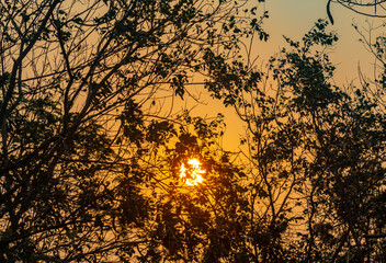 sunset in the woods in pantanal brazil