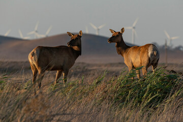 Grizzly Island Wildlife Area