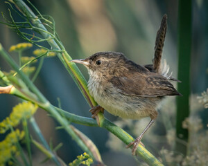 Marsh Chatterbox