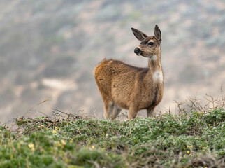 Black-tailed Doe