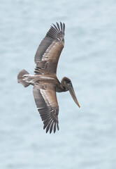Brown Pelican in Flight