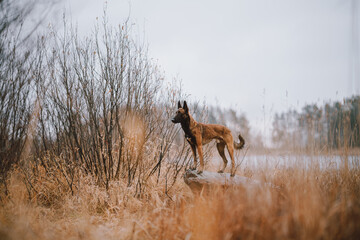 dog in the woods