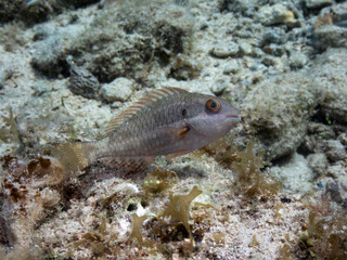 Bucktooth Parrotfish