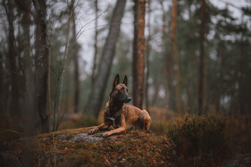 Obraz na płótnie Canvas dog in the woods