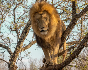 Male Lion in South Africa standing in a Tree