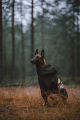 dog in the woods