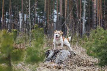 Dog breed Jack Russell Terrier stands on a stump against the backdrop of coniferous trees. Spring cold forest