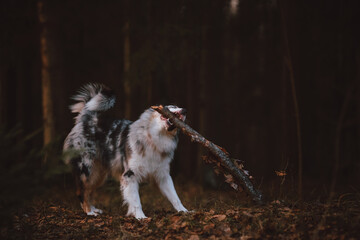 Obraz premium portrait of a dog australian shepherd