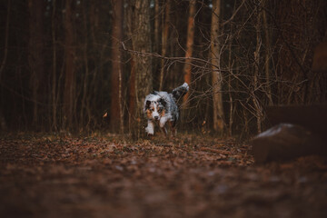 portrait of a dog australian shepherd