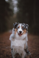 portrait of a dog australian shepherd