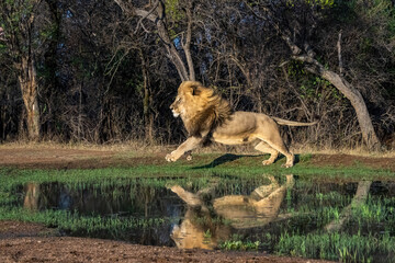 Male Lion Running next to Water with Reflection