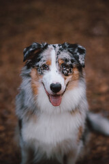 portrait of a dog australian shepherd