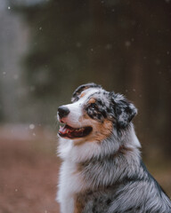 portrait of a dog australian shepherd