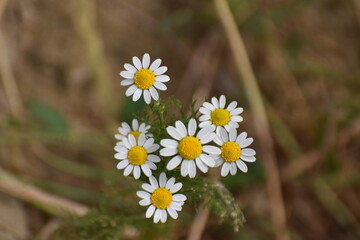camomilla