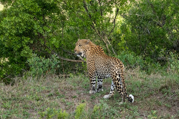 Dominant Adult Male Leopard in South Africa