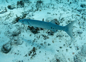 Great Barracuda