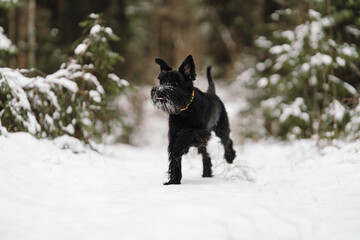black dog in snow