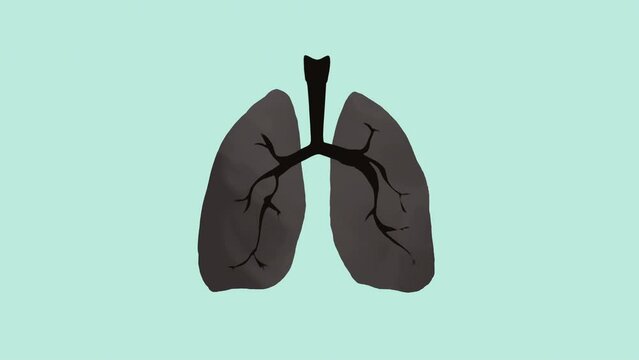 Normal healthy lungs turn into black smokers lungs and heal afterwards, 4k animation with green screen included