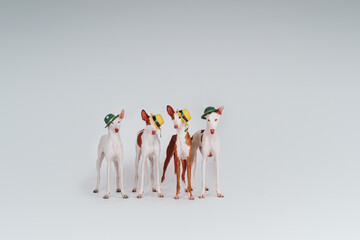 Podenko Ibizanco dog in the studio