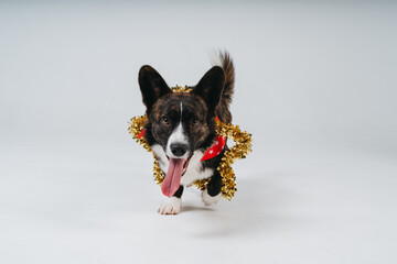 new year welsh corgi cardigan