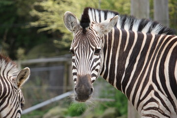 zebra close up