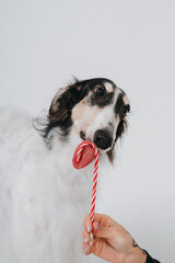 greyhound in the studio on a white background