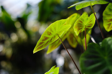 Plants in greenhouse