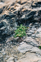 Small plant growing in cracks of rock