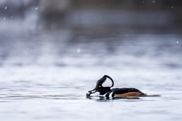 A male hooded mergenser eating a crayfish on the Richelieu River