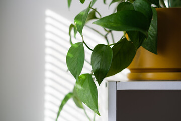 Indoor plant on modern white shelf