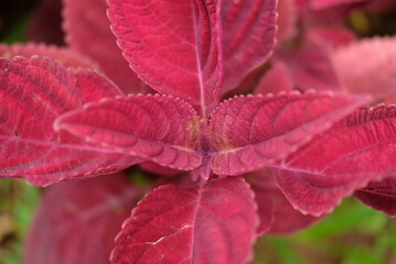 Purple leaves of Perilla frutescens in the garden