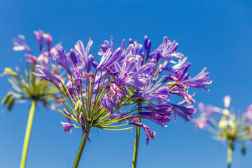 Agapanthus africanus or African lily flower