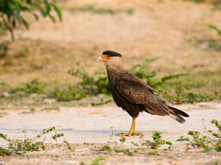 Northern Crested Caracara closeup portrait in Pantanal, Brazil