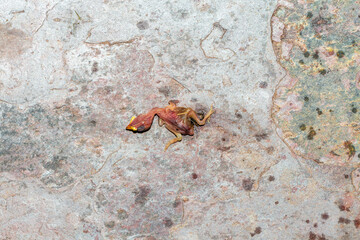 Baby bird dead over the ceramic floor