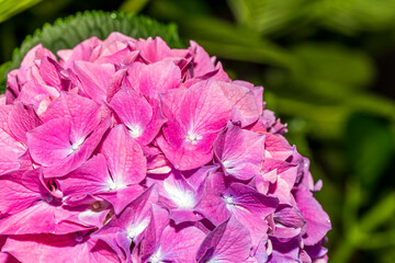 Blooming cultivar bigleaf hydrangea (Hydrangea macrophylla 'Endless Summer') in the summer garden