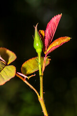 Aphids sit on the stem of the rose