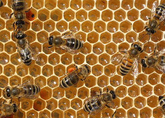 Bee with flower pollen. The color of pollen depends on how it is taken from the flowers.