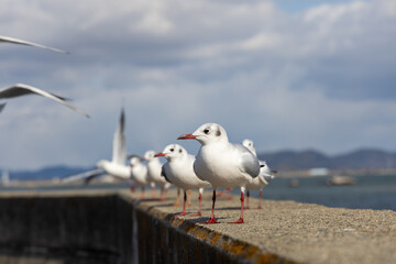 日本の岡山県の児島湾のユリカモメ