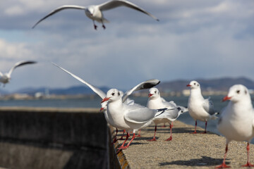 日本の岡山県の児島湾のユリカモメ