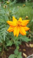 orange flower in the garden