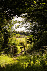 Woodland Path - Swansea
