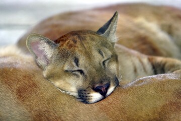 Puma (Puma concoloris) a genus in the family Felidae. Amazonas, Brazil.