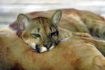 Puma (Puma concoloris) a genus in the family Felidae. Amazonas, Brazil.